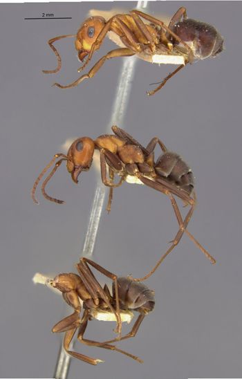 Media type: image;   Entomology 8882 Aspect: halb